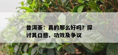 普洱茶：真的那么好吗？探讨其口感、功效及争议