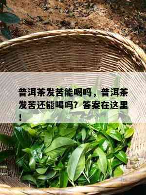 普洱茶发苦能喝吗，普洱茶发苦还能喝吗？答案在这里！