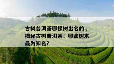 古树普洱茶哪棵树出名的，揭秘古树普洱茶：哪些树木最为知名？