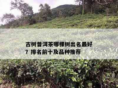 古树普洱茶哪棵树出名更好？排名前十及品种推荐