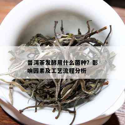 普洱茶发酵用什么菌种？影响因素及工艺流程分析