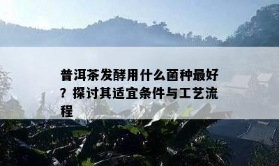 普洱茶发酵用什么菌种更好？探讨其适宜条件与工艺流程