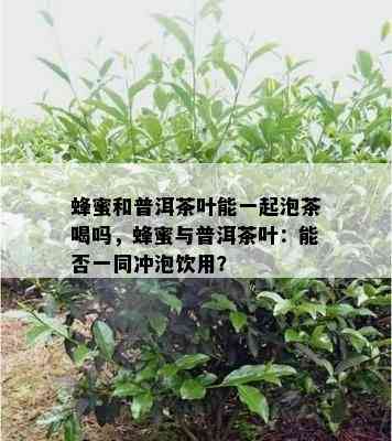 蜂蜜和普洱茶叶能一起泡茶喝吗，蜂蜜与普洱茶叶：能否一同冲泡饮用？