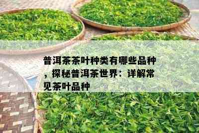 普洱茶茶叶种类有哪些品种，探秘普洱茶世界：详解常见茶叶品种