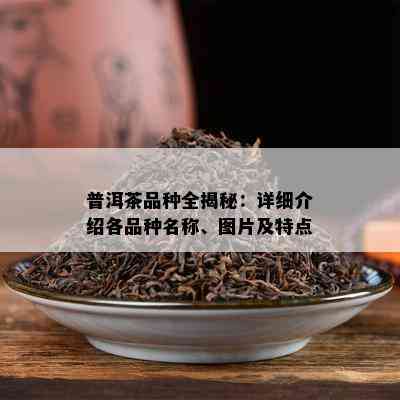 普洱茶品种全揭秘：详细介绍各品种名称、图片及特点