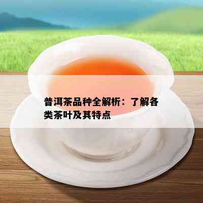 普洱茶品种全解析：了解各类茶叶及其特点