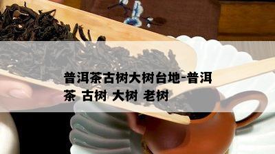 普洱茶古树大树台地-普洱茶 古树 大树 老树