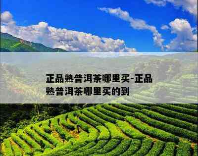 正品熟普洱茶哪里买-正品熟普洱茶哪里买的到