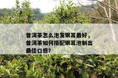 普洱茶怎么泡发银耳更好，普洱茶如何搭配银耳泡制出更佳口感？