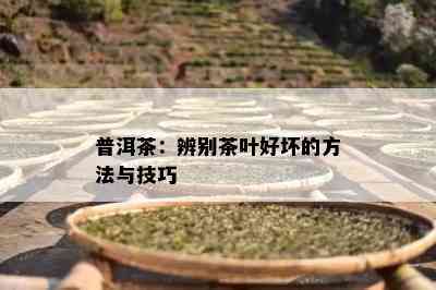 普洱茶：辨别茶叶好坏的方法与技巧