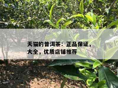 天猫的普洱茶：正品保证，大全，优质店铺推荐