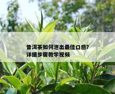 普洱茶如何泡出更佳口感？详细步骤教学视频