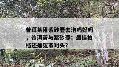 普洱茶用紫砂壶去泡吗好吗，普洱茶与紫砂壶：更佳拍档还是冤家对头？