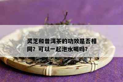 灵芝和普洱茶的功效是否相同？可以一起泡水喝吗？