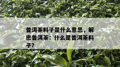 普洱茶料子是什么意思，解密普洱茶：什么是普洱茶料子？