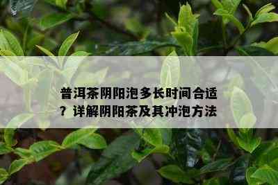 普洱茶阴阳泡多长时间合适？详解阴阳茶及其冲泡方法