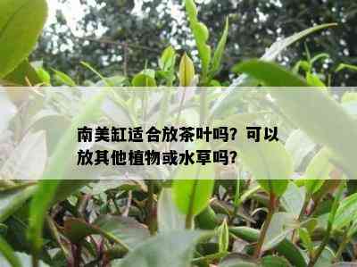 南美缸适合放茶叶吗？可以放其他植物或水草吗？