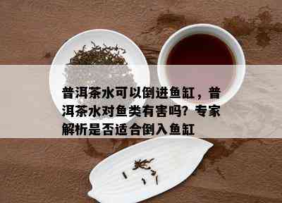 普洱茶水可以倒进缸，普洱茶水对类有害吗？专家解析是否适合倒入缸