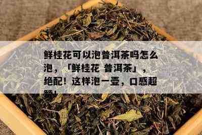 鲜桂花可以泡普洱茶吗怎么泡，「鲜桂花 普洱茶」，绝配！这样泡一壶，口感超赞！