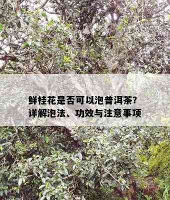 鲜桂花是否可以泡普洱茶？详解泡法、功效与注意事项