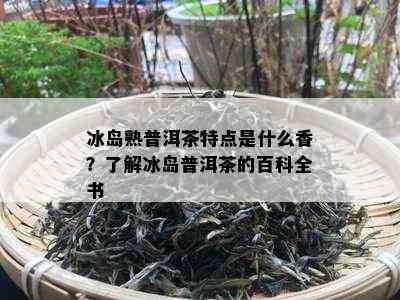 冰岛熟普洱茶特点是什么香？了解冰岛普洱茶的百科全书