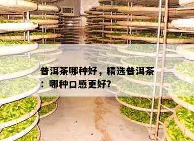 普洱茶哪种好，精选普洱茶：哪种口感更好？