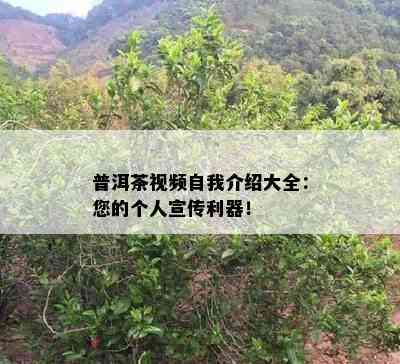 普洱茶视频自我介绍大全：您的个人宣传利器！