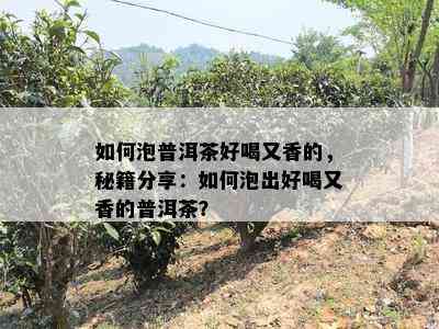 如何泡普洱茶好喝又香的，秘籍分享：如何泡出好喝又香的普洱茶？