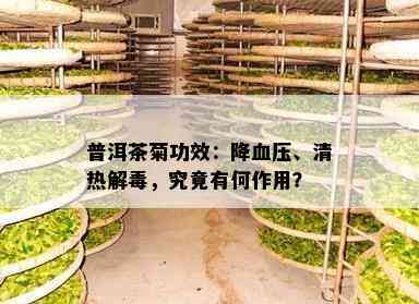 普洱茶菊功效：降血压、清热解，究竟有何作用？