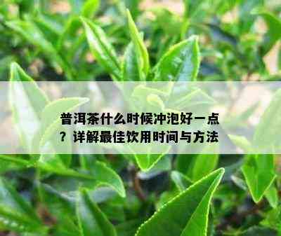 普洱茶什么时候冲泡好一点？详解更佳饮用时间与方法