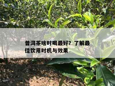 普洱茶啥时喝更好？了解更佳饮用时机与效果