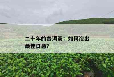 二十年的普洱茶：如何泡出更佳口感？