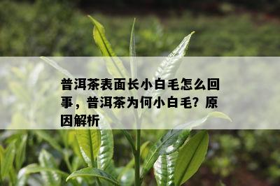 普洱茶表面长小白毛怎么回事，普洱茶为何小白毛？原因解析