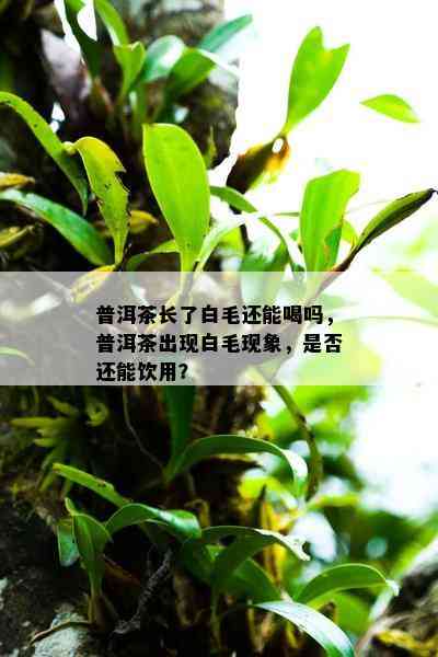 普洱茶长了白毛还能喝吗，普洱茶出现白毛现象，是否还能饮用？