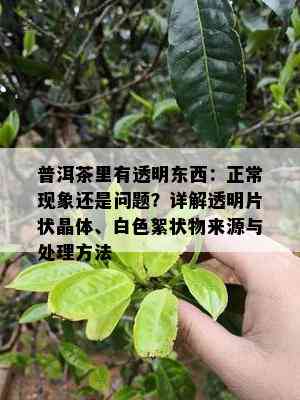 普洱茶里有透明东西：正常现象还是问题？详解透明片状晶体、白色絮状物来源与处理方法