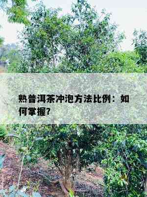 熟普洱茶冲泡方法比例：如何掌握？