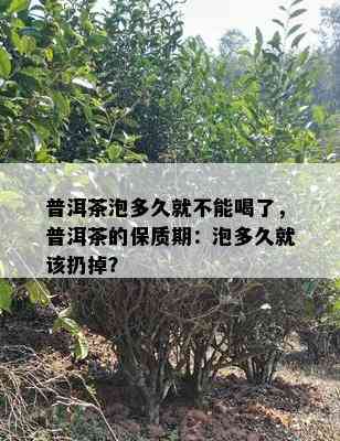 普洱茶泡多久就不能喝了，普洱茶的保质期：泡多久就该扔掉？