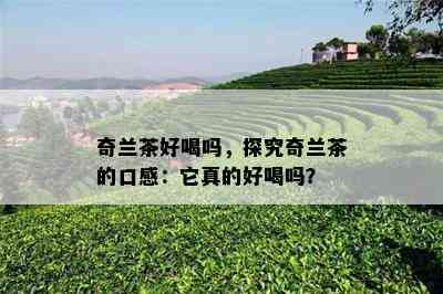 奇兰茶好喝吗，探究奇兰茶的口感：它真的好喝吗？