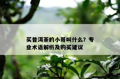 买普洱茶的小哥叫什么？专业术语解析及购买建议