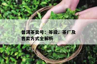 普洱茶卖号：等级、茶厂及售卖方式全解析