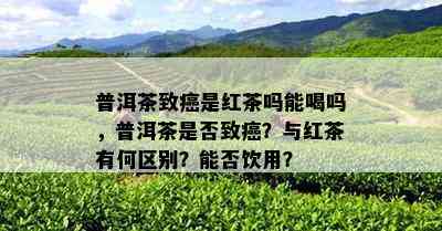 普洱茶致癌是红茶吗能喝吗，普洱茶是否致癌？与红茶有何区别？能否饮用？