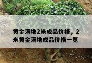 黄金满地2米成品价格，2米黄金满地成品价格一览