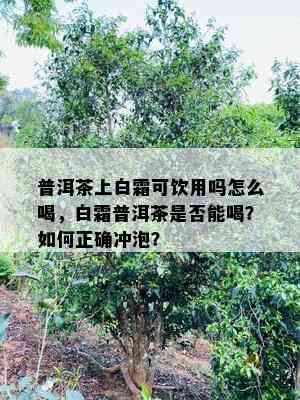 普洱茶上白霜可饮用吗怎么喝，白霜普洱茶是否能喝？如何正确冲泡？