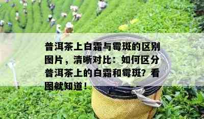 普洱茶上白霜与霉斑的区别图片，清晰对比：如何区分普洱茶上的白霜和霉斑？看图就知道！