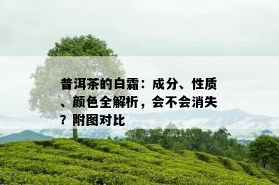 普洱茶的白霜：成分、性质、颜色全解析，会不会消失？附图对比