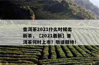 普洱茶2021什么时候出新茶，【2021最新】普洱茶何时上市？敬请期待！