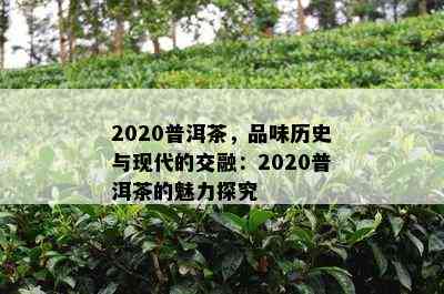 2020普洱茶，品味历史与现代的交融：2020普洱茶的魅力探究