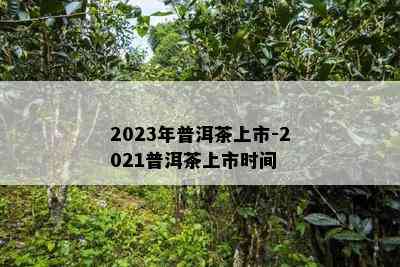 2023年普洱茶上市-2021普洱茶上市时间