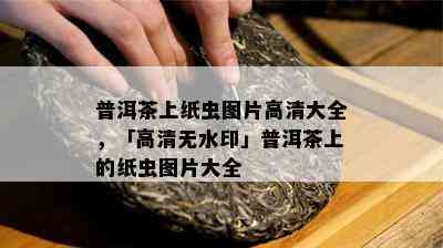 普洱茶上纸虫图片高清大全，「高清无水印」普洱茶上的纸虫图片大全