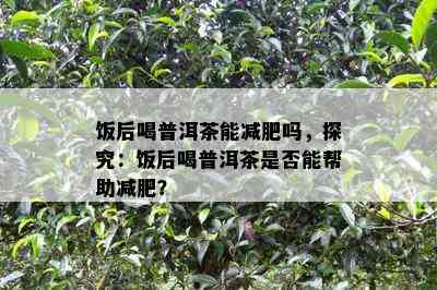 饭后喝普洱茶能减肥吗，探究：饭后喝普洱茶是否能帮助减肥？